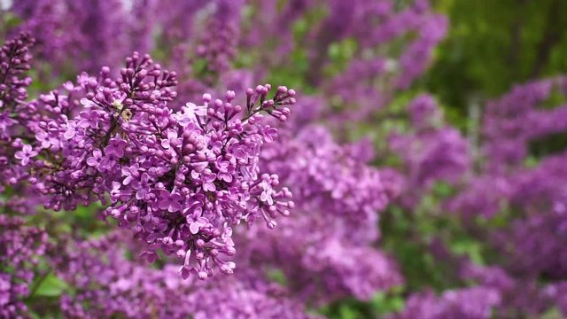 purple lilac flowers - Syringa vulgaris - Bunch if purple flowers on branch tree with green leaves background