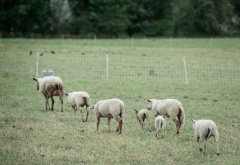 Obraz na płótnie Canvas Sheep graze in the meadow.