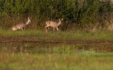 Obraz na płótnie Canvas Two roe deer in field near bushes.