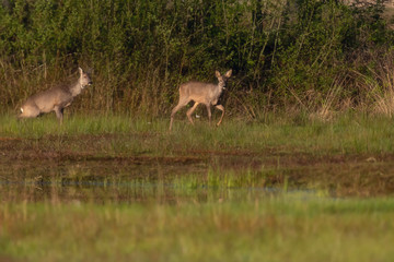 Obraz na płótnie Canvas Two roe deer in field near bushes.