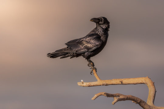 Wild black bird perched on tree