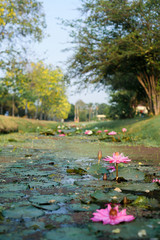 Lotus flower in the small lake.