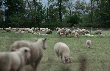 Fototapeta premium Sheep graze in the meadow.