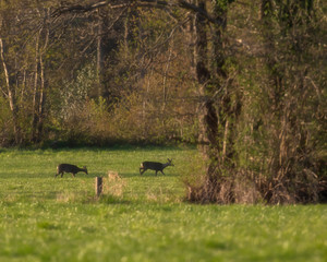 Fototapeta na wymiar Two roe deer walking in meadow back into forest.