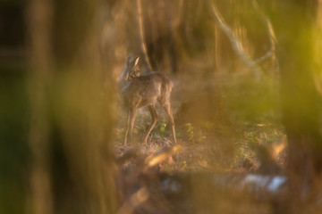 Young roe deer in forest during golden hour.