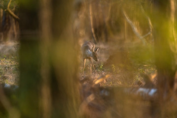 Young roe deer looking for food in forest in the golden hour.