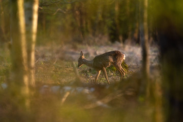 Young roe deer looking for food in forest in the golden hour.