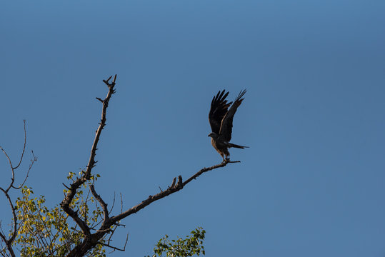 Wild black bird perched on tree