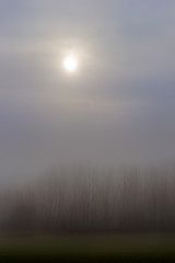trees in the fog and sun