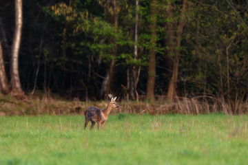 Alert young roe deer buck in forest meadow.