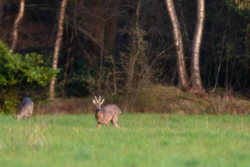 Grazing young roe deer in forest meadow.