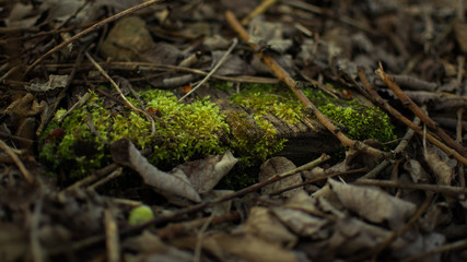
Mossy board under the bedding