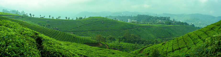Panoramic beautiful tea plantations in hills near Munnar, Kerala, India.