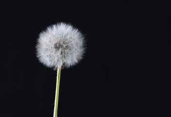dandelion on clean black background  close-up macro  shot