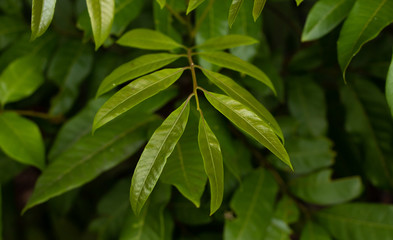 Fototapeta na wymiar Close-up of rambutan tree leaves a blurry background. Selected focus.