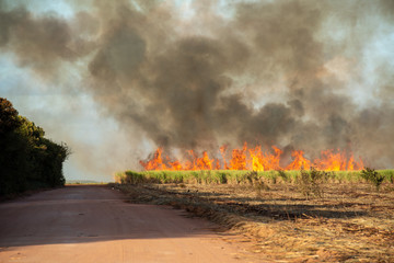 Fire in the cane field in Mamanguape, Paraiba, Brazil on November 15, 2013