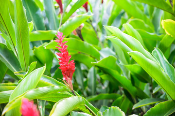 Obraz premium two tropical flowers in the garden