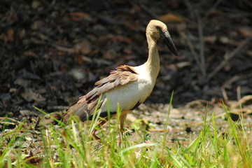 pelican in the grass