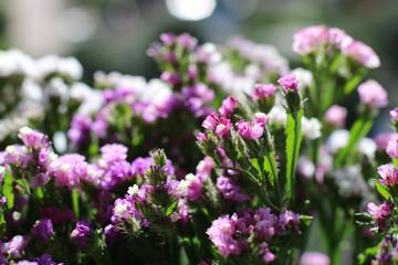 Purple flowers in the garden. Wildflowers bouquet. Violet beauty. Green and purple. Flora