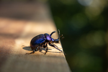 Stag Beetle in Light