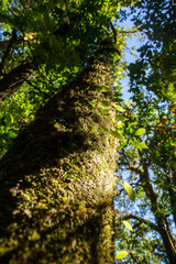 Tree in Doi Inthanon National Park