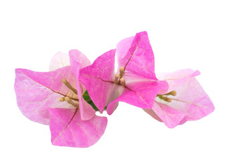 Pink bougainvillea on a white background