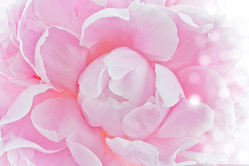 macro de una flor peonia rosa