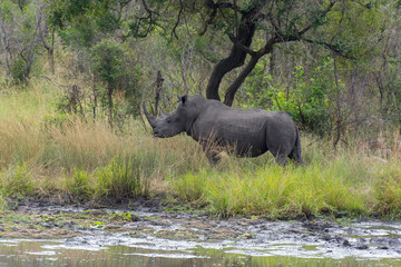 Naklejka na ściany i meble White Rhino (Ceratotherium simum) in open bushland in the Timbavati Reserve, South Africa
