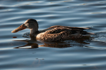 Northern Shoveler