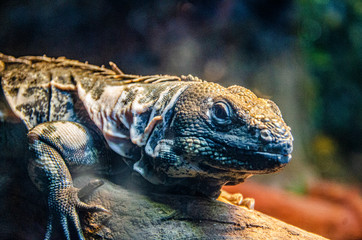 iguana sunbathing