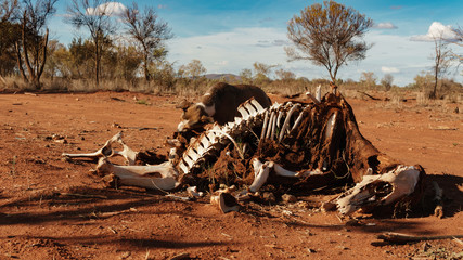 Dead cow of dehydration. Dog eating cow in the bush of Australia.
