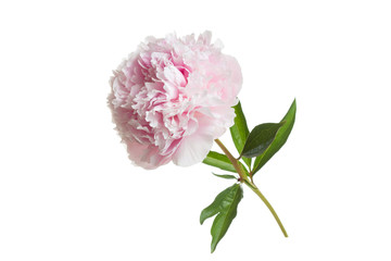 Tender pink peony flower isolated on white background.