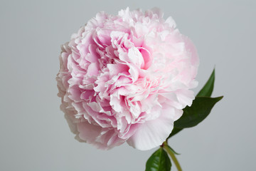 Tender pink peony flower isolated on gray background.