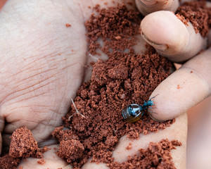 Honey ants of the Tanami Desert Australia