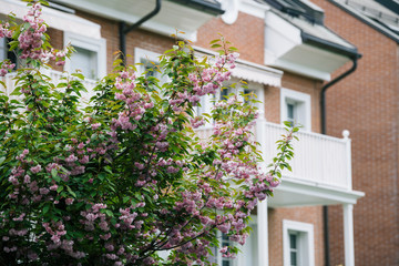 A tree with flowers on a background of a house in the English style.