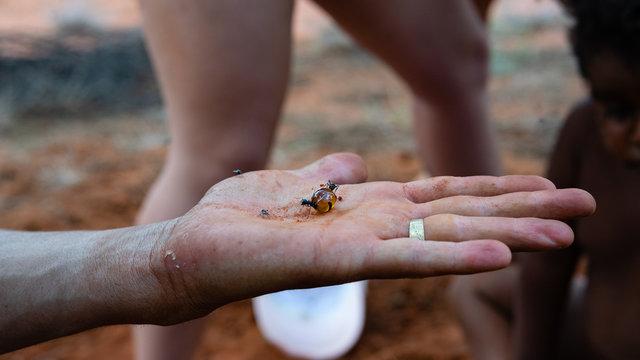 Honey ants with ant eating the honey and flies. Tanami desert of Australia.