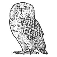 Funny eared owl. Fairytale bird, animal. Sketch scratch board imitation.