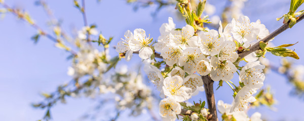 Fototapeta premium Blurred cherry tree background with spring flowers in sunny day. Panoramic view to spring background art with white blossom, close up, shallow depths of the field