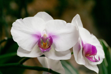 Obraz na płótnie Canvas white and purple orchid
