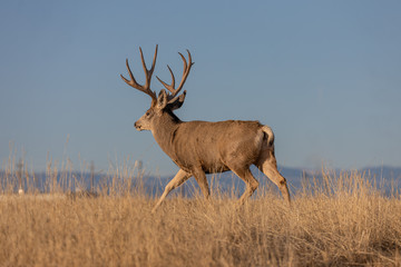 Naklejka na ściany i meble Mule Deer Buck in Colorado in the Rut in Autumn