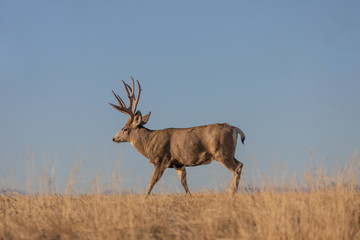 Mule Deer Buck in Colorado in the Rut in Autumn
