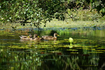 Obraz na płótnie Canvas Ducks in Lynford Arboretum, Suffolk, UK, August 2019