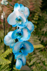 blue and white flower