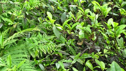 Pianta del te