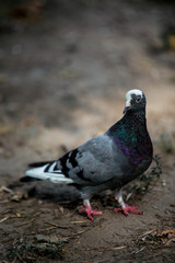 Dove Pigeon
