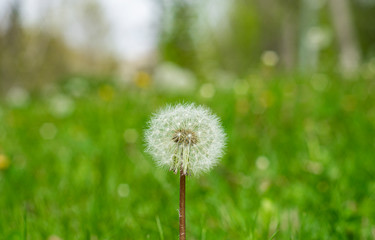 dandelion in the grass