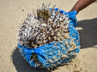 Puffer fish killed by plastic bag 