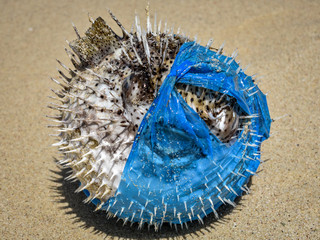 Puffer fish killed by plastic bag 