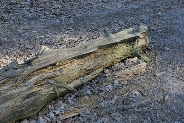 one old rotten gray log lies on the ground in nature
