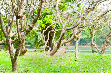 Beautiful trees shape with green yard in public garden for relaxing, Bangkok Thailand.